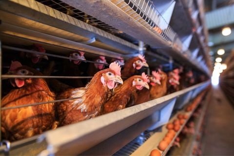 Massive Egg Farm Fire Kills Hundreds of Thousands of Chickens