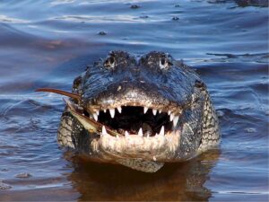 Horrific: South Carolina Woman Dies In Alligator Attack!