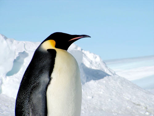 Walking with Giants: The Discovery of the Supersize Penguins